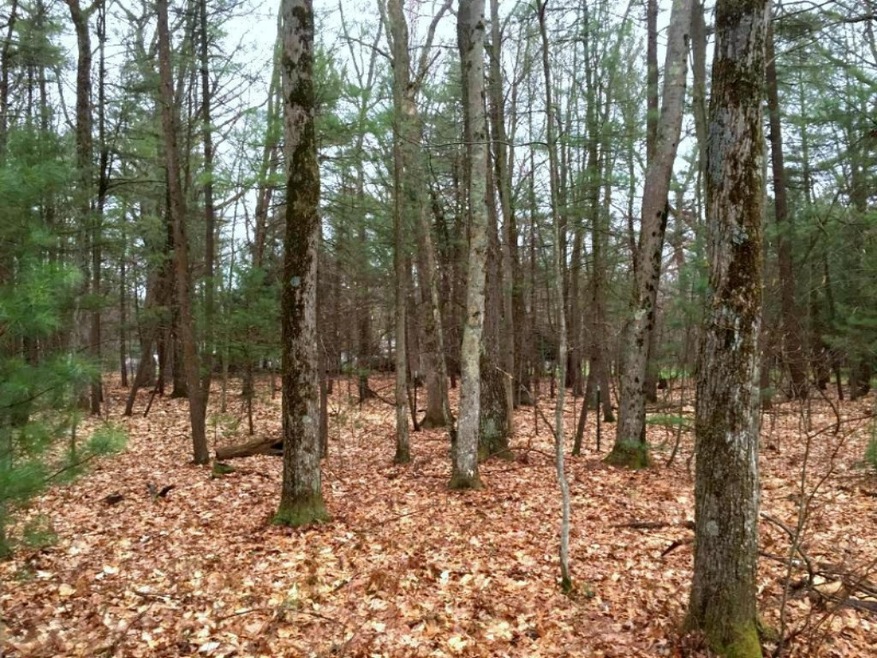 Photo-1