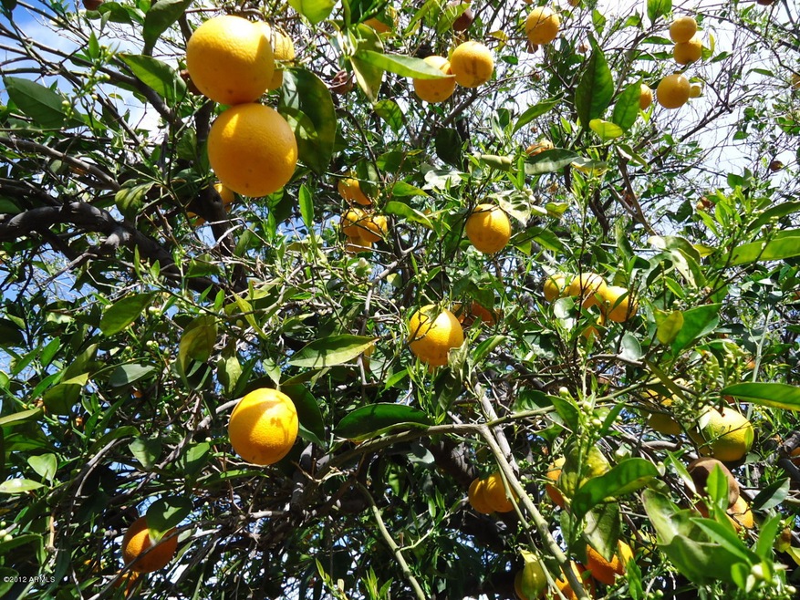 mature citrus trees