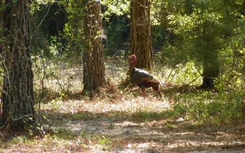 0 Cypresswood Glen unit 80693, Fort White, FL 32038 - photo 1