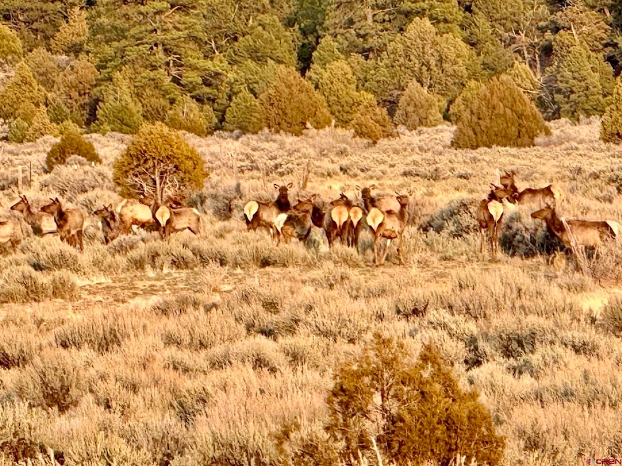 Highway 96 & 595 Hwy unit Wilderness Ranch, Regina, NM 87017 - photo 1