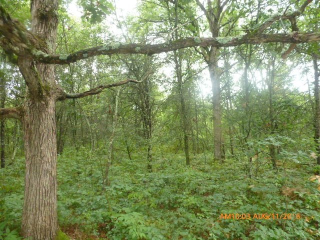 17.53 Ac W Lupine Ln, Cutler, WI 54618 - photo 1