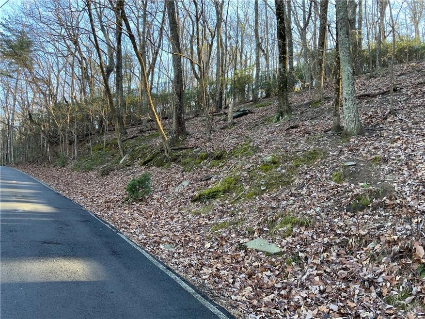 Beautiful Hardwoods And Mountain Laurel