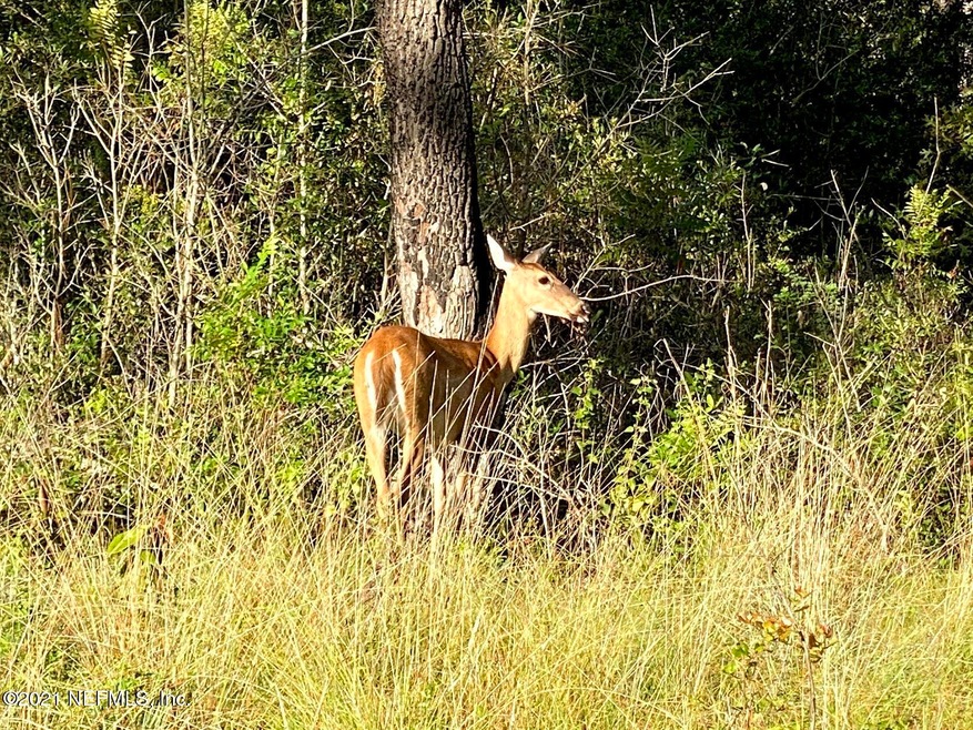 4401 Mark Allan deer