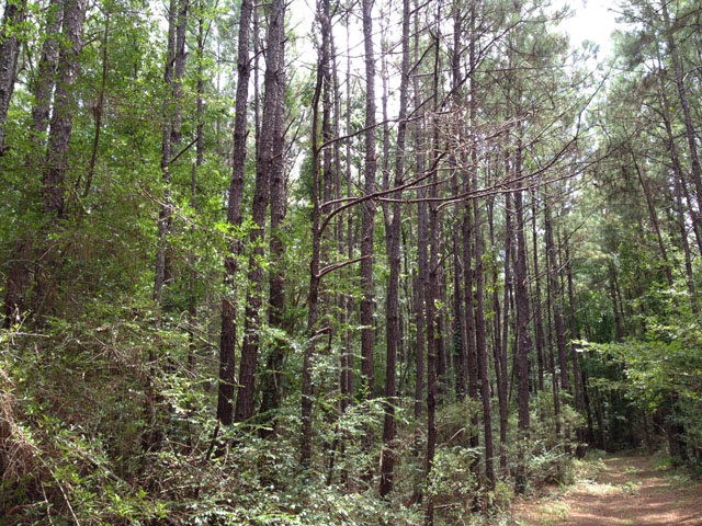 0000 McComb Holmesville Rd, McComb, MS 39648 - photo 1