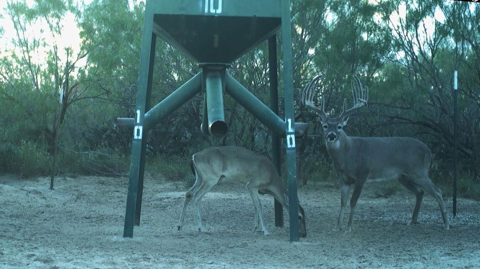Tx-16, Hebbronville, TX 78361 - photo 1