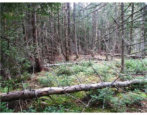 Land/Lot. Primeval forest