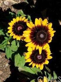 Black eyed susans love the soil on Poppy