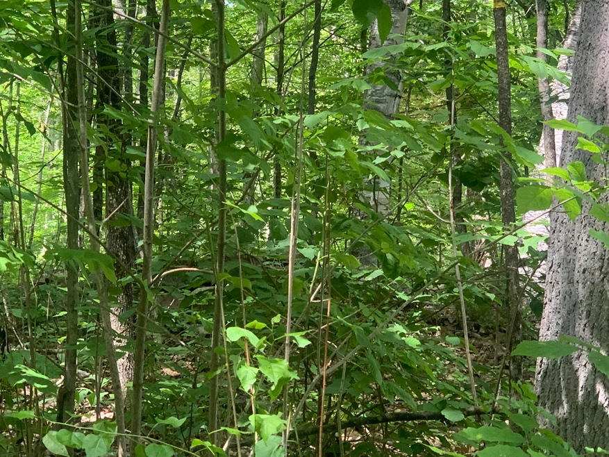 0 Rocky Dundee Rd unit 1535523, Newfield, ME 04095 - photo 1