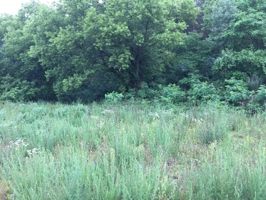 stream2