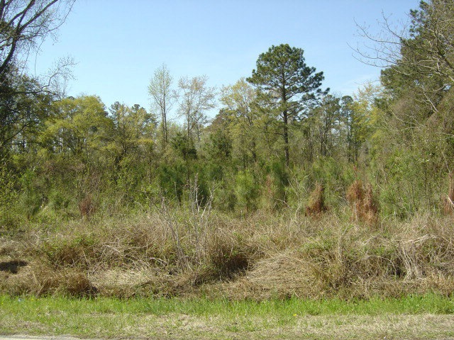 Primary Photo