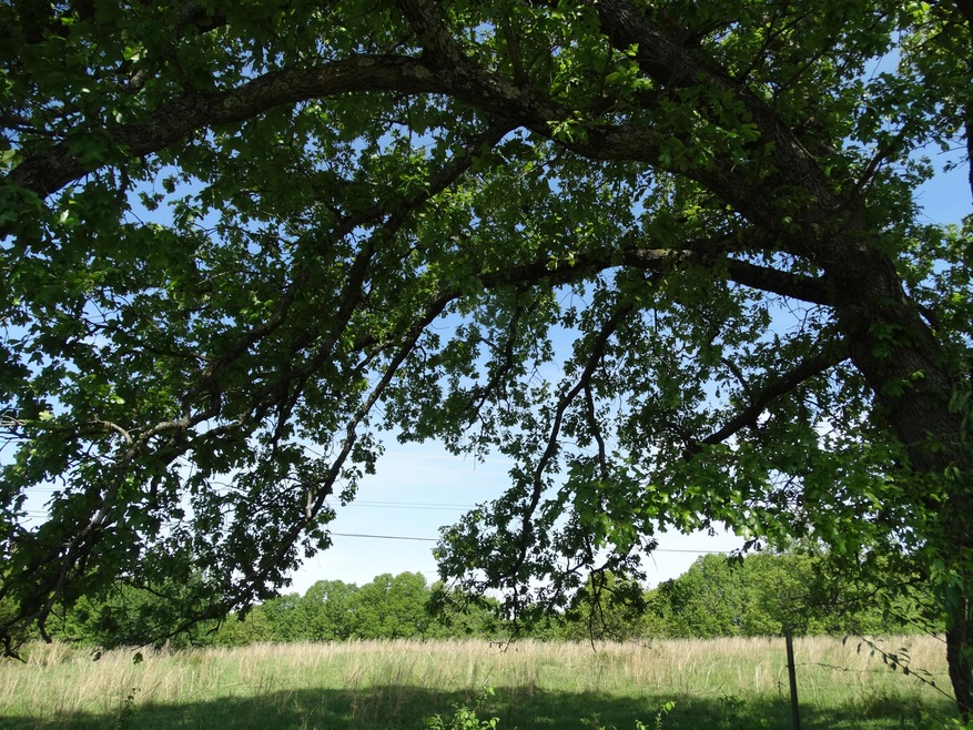 14.50ac Old Wilderness Rd, Reeds Spring, MO 65737 - photo 1
