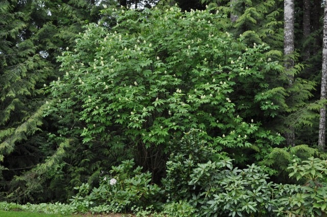 19400 93rd Dr NW, Stanwood, WA 98292 - photo 1