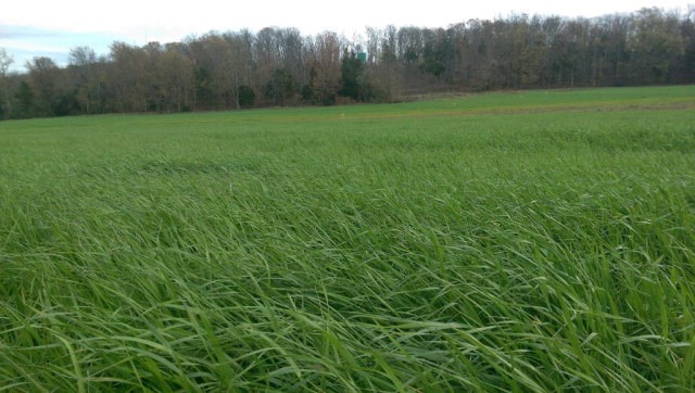 5.21 Ac Parragon Rd, Cookeville, TN 38506 - photo 1