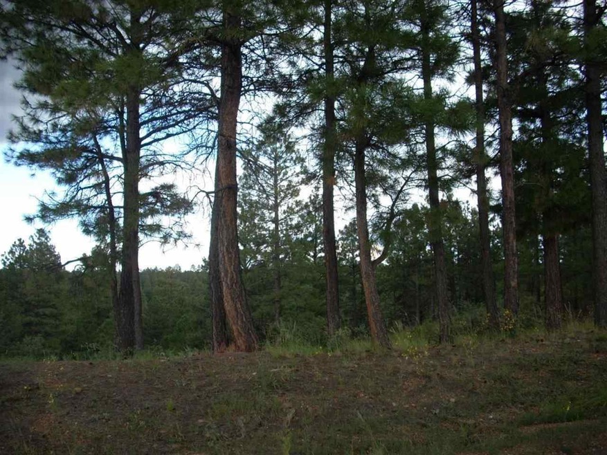 Primary Photo