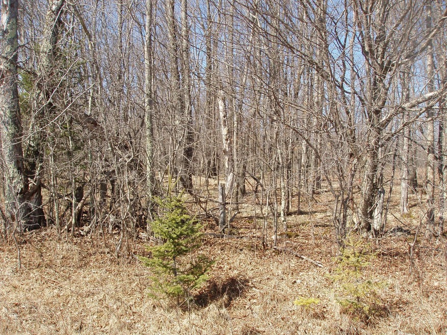 4th Add. Margaret Ln unit Lot 14, Park Falls, WI 54552 - photo 1