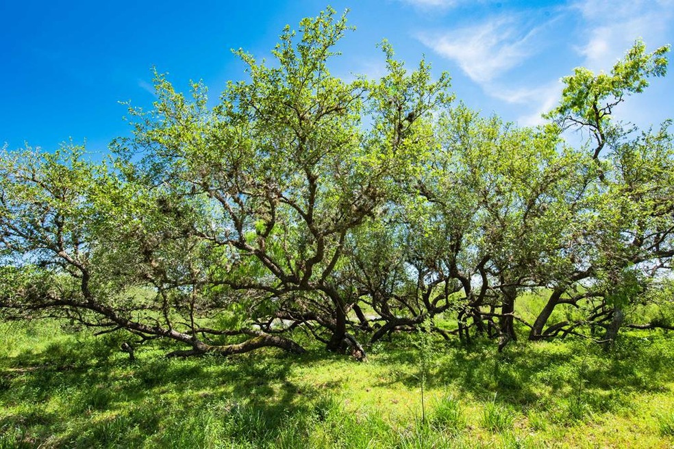 000 Ellis Rd, Beeville, TX 78102 - photo 1