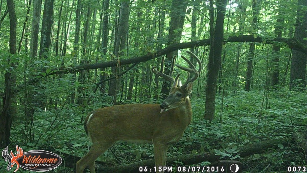 The deer are here