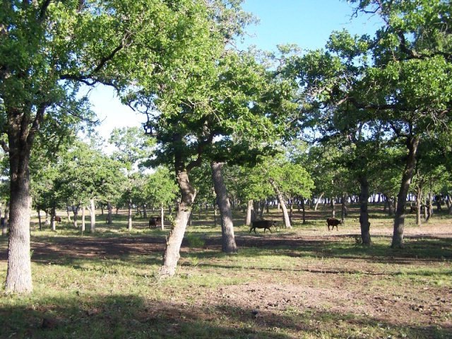 0 N State Highway 16, Fredericksburg, TX 78624 - photo 1