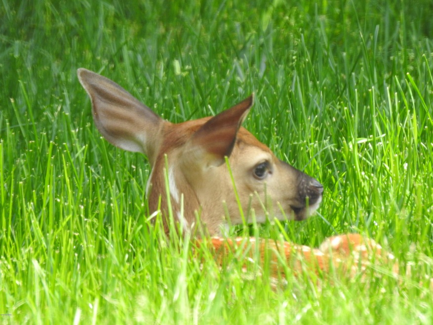 1160 Milford Rd, Dingmans Ferry, PA 18328 - photo 1