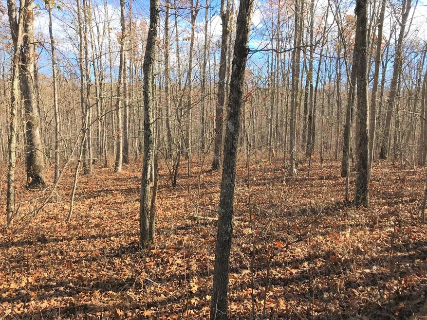 poplar4