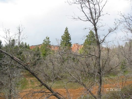 view of pinks