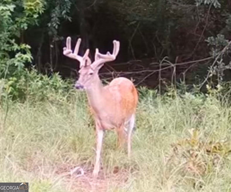 0 Abbeville Hwy, Pineview, GA 31071 - photo 1