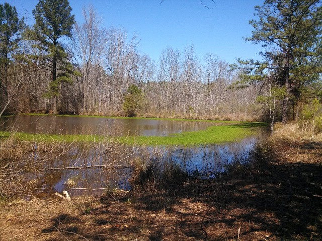 Main View