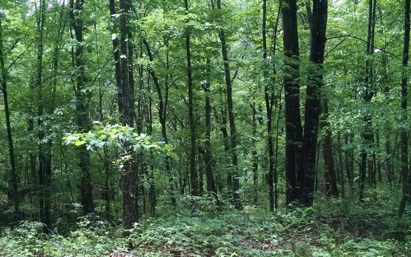 Main View