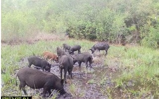 0 County Line & Prine unit 121576, Lee, FL 32059 - photo 1