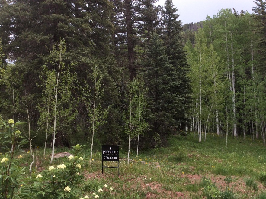 Mature Spruce and Aspen Trees