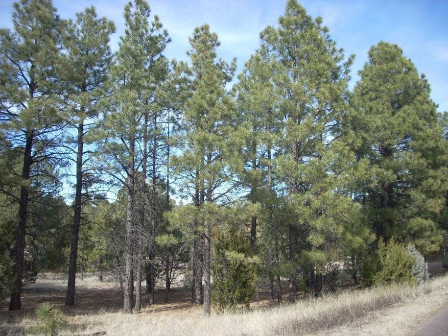 TALL TREES