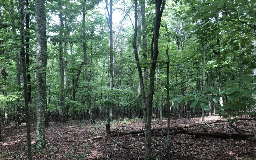 Main View