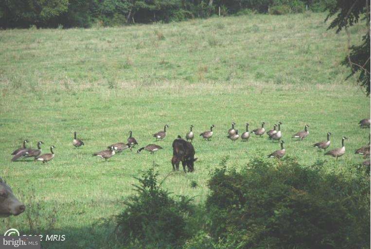 7638 Kemp Ln, Frederick, MD 21702 - photo 1