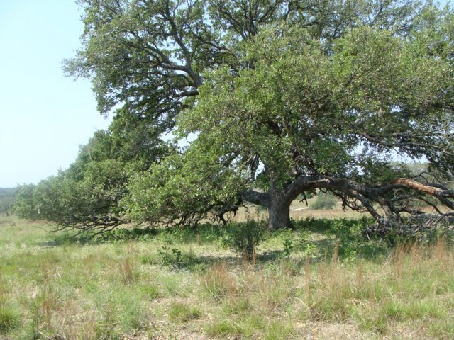 0 Hartmann Ranch Way unit 1 65698, Fredericksburg, TX 78624 - photo 1