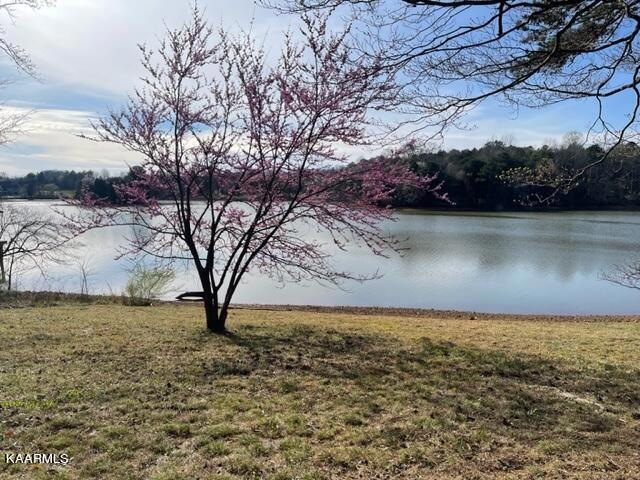 Redbud Tree