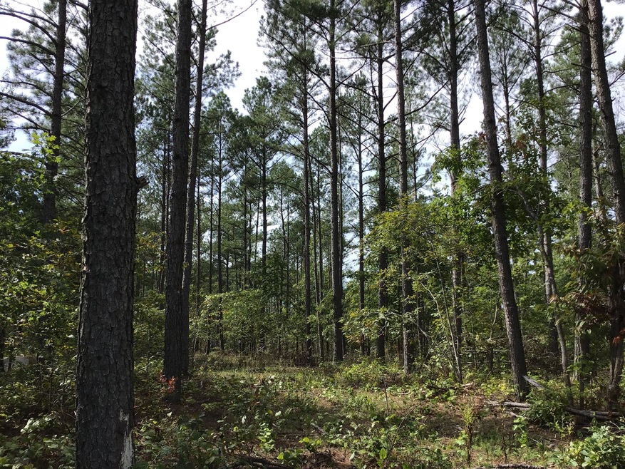 0 Sassafras Ridge Rd unit 1999789, Linden, TN 37096 - photo 1