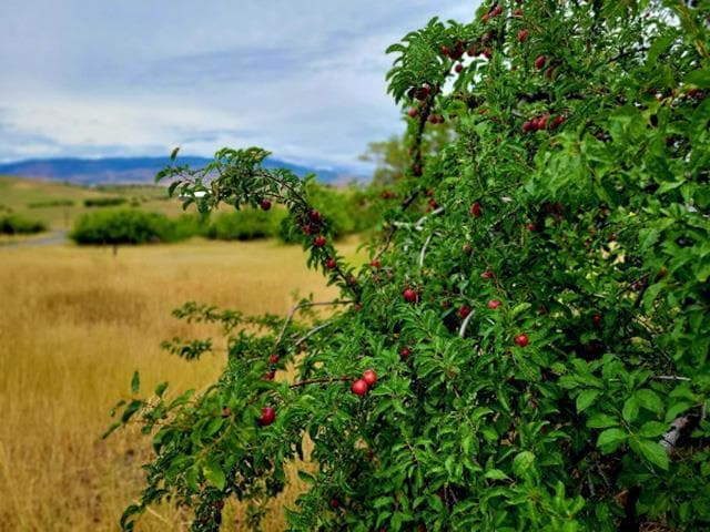 TBD Mesa Rd, Mesa, ID 83643 - photo 1