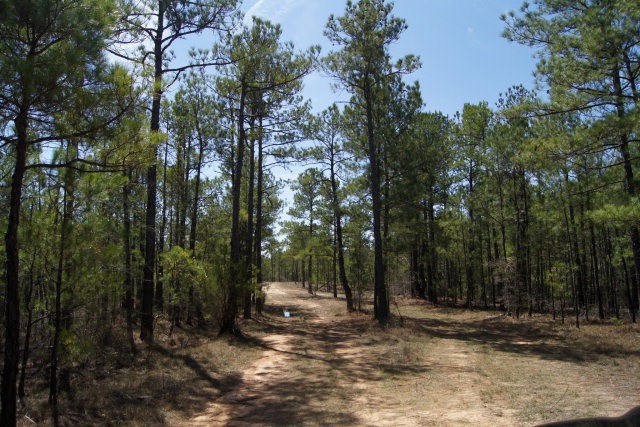 100.12ac Wright Zellars Rd, Lincolnton, GA 30817 - photo 1