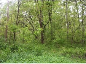 Lot 10 Forrest Rd, Fall Branch, TN 37656 - photo 1