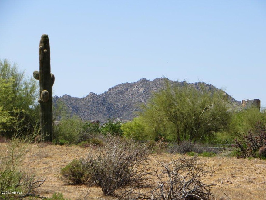 Cactus & Mountain Views
