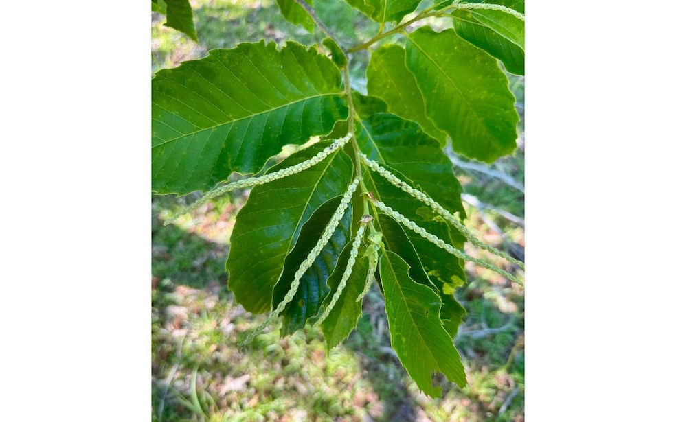 TBD County Road 132, Live Oak, FL 32060 - photo 1