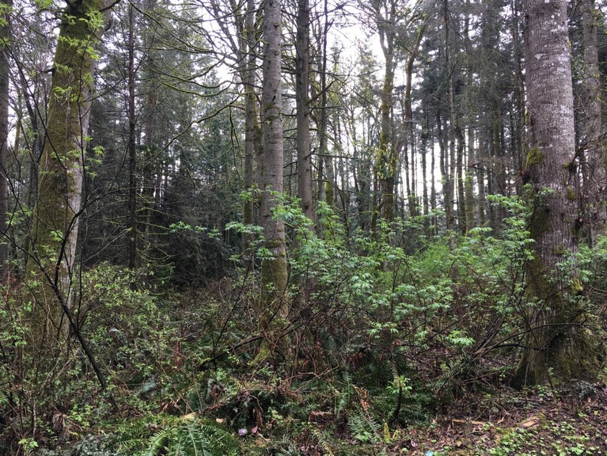 Lot 17 Mckenzie Way, Point Roberts, WA 98281 - photo 1