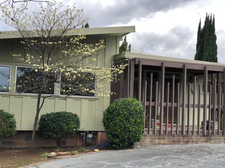 Olive - Dogwood