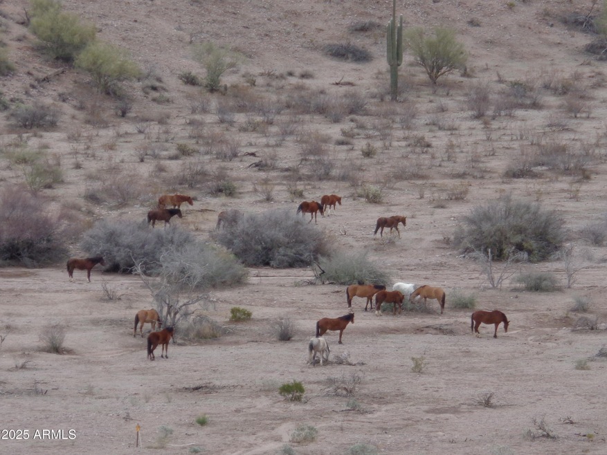 Wild horses behind lot (5)
