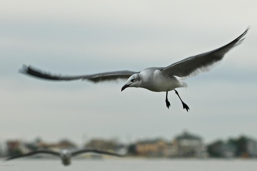415 Daytona Dr, Lavallette, NJ 08735 - photo 1