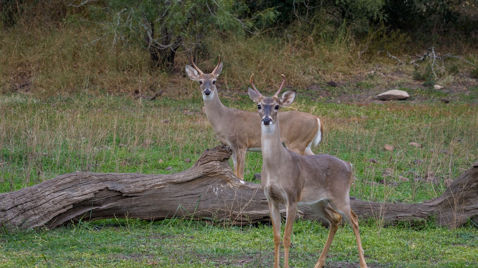 28084 Delafield Dr, New Braunfels, TX 78132 - photo 1