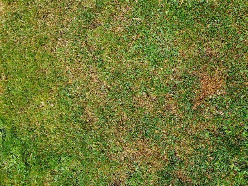 grass