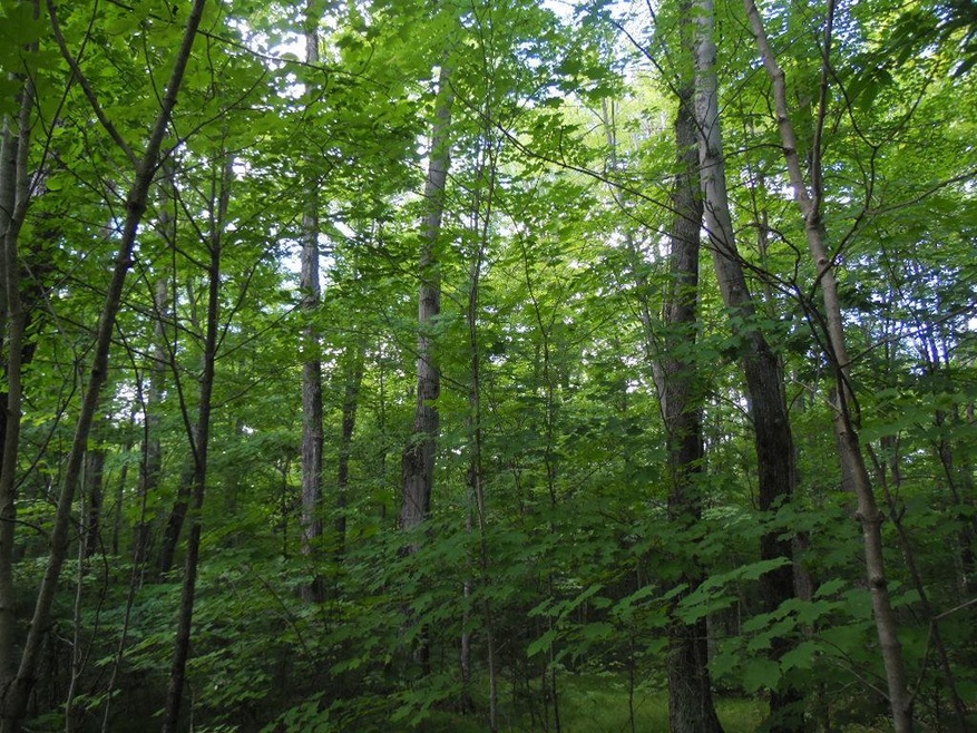 Lot 10 Eagle Waters Rd, Tomahawk, WI 54487 - photo 1