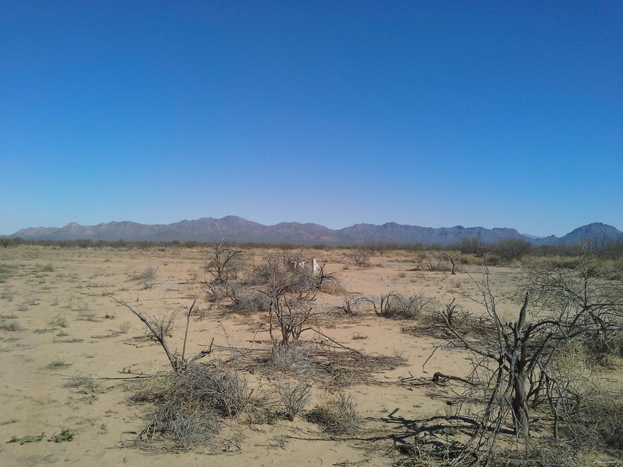 12802 Green Cactus I