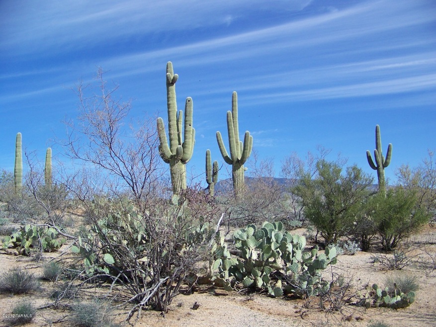 beautiful native desert